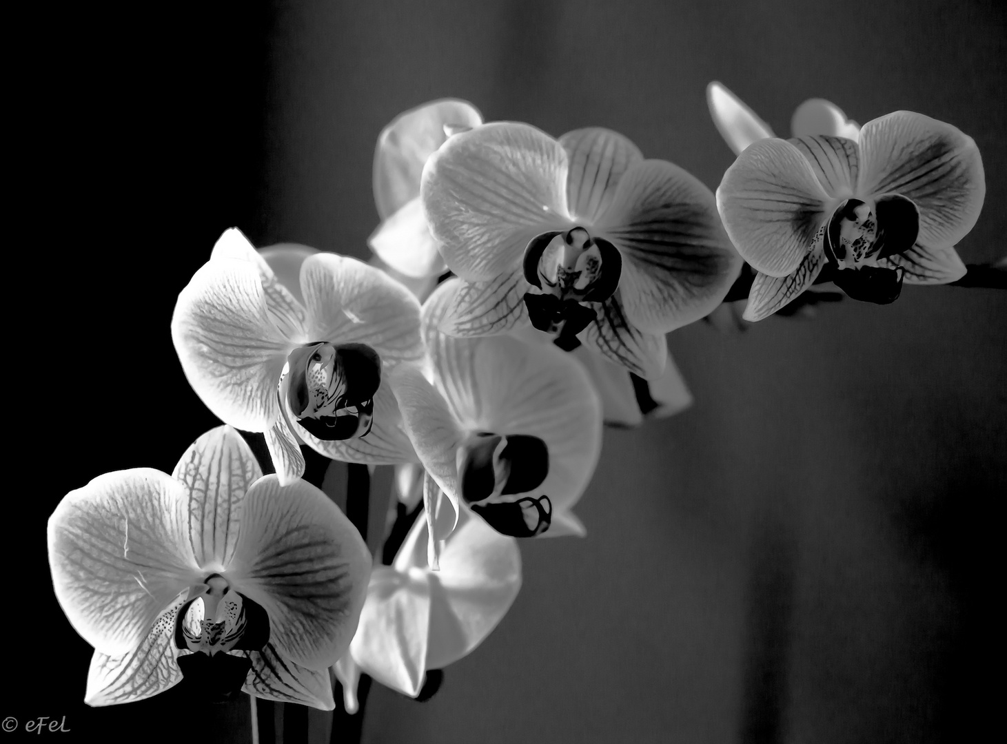 2016-11-fleur-orchidNB