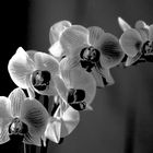 2016-11-fleur-orchidNB