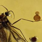 2016-12-08 Pilzmücke (Mycetophilidae)  BB 5,6 mm