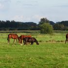 2016 auf der Hengstweide ...