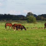 2016 auf der Hengstweide ...