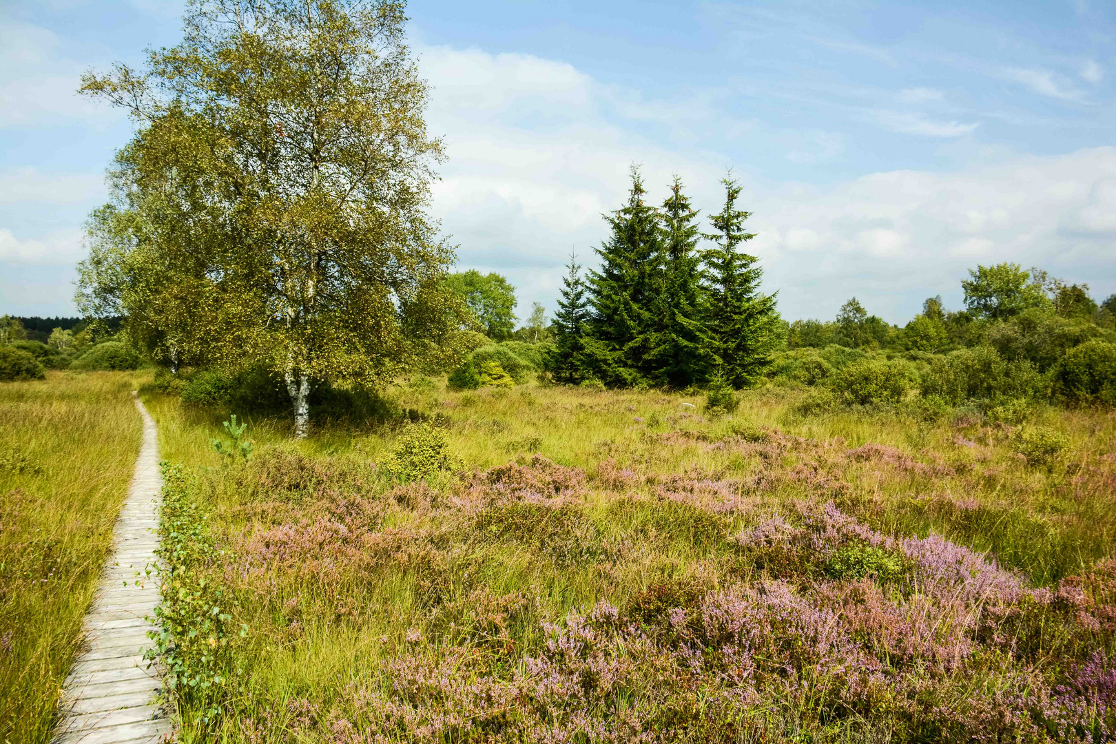 2016, Eifelsteigwanderung: Hohes Venn Hochmoor