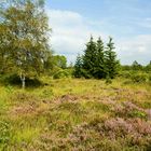 2016, Eifelsteigwanderung: Hohes Venn Hochmoor