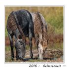 2016- Gelassenheit bewahren