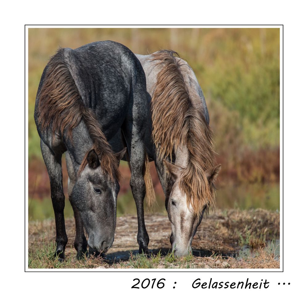 2016- Gelassenheit bewahren