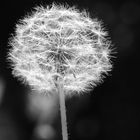 2016-Mai-Steglitzer-Friedhof-Bergstr-Pusteblume