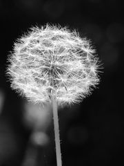 2016-Mai-Steglitzer-Friedhof-Bergstr-Pusteblume