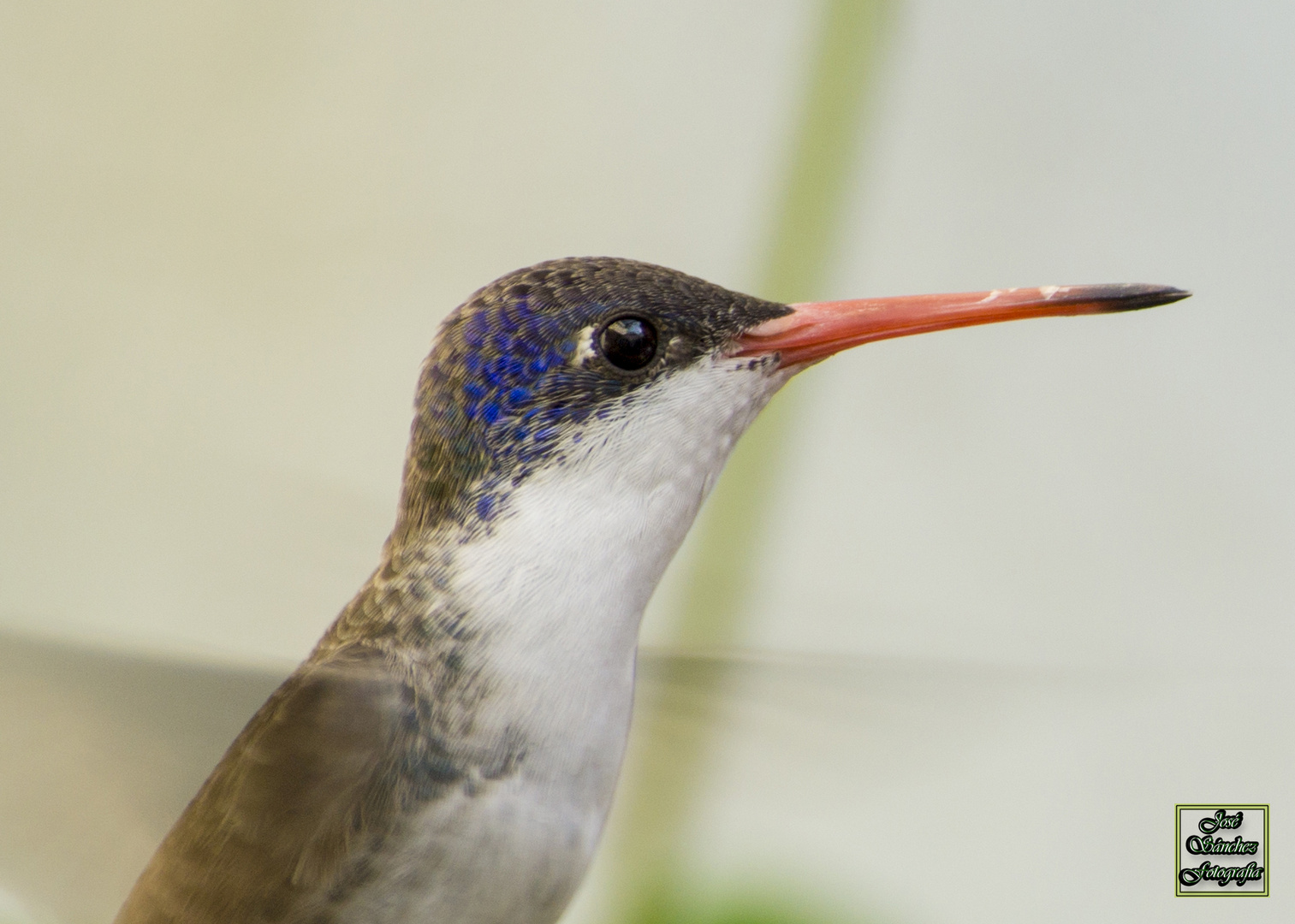 2016 Mayo 30 Colibrí 007