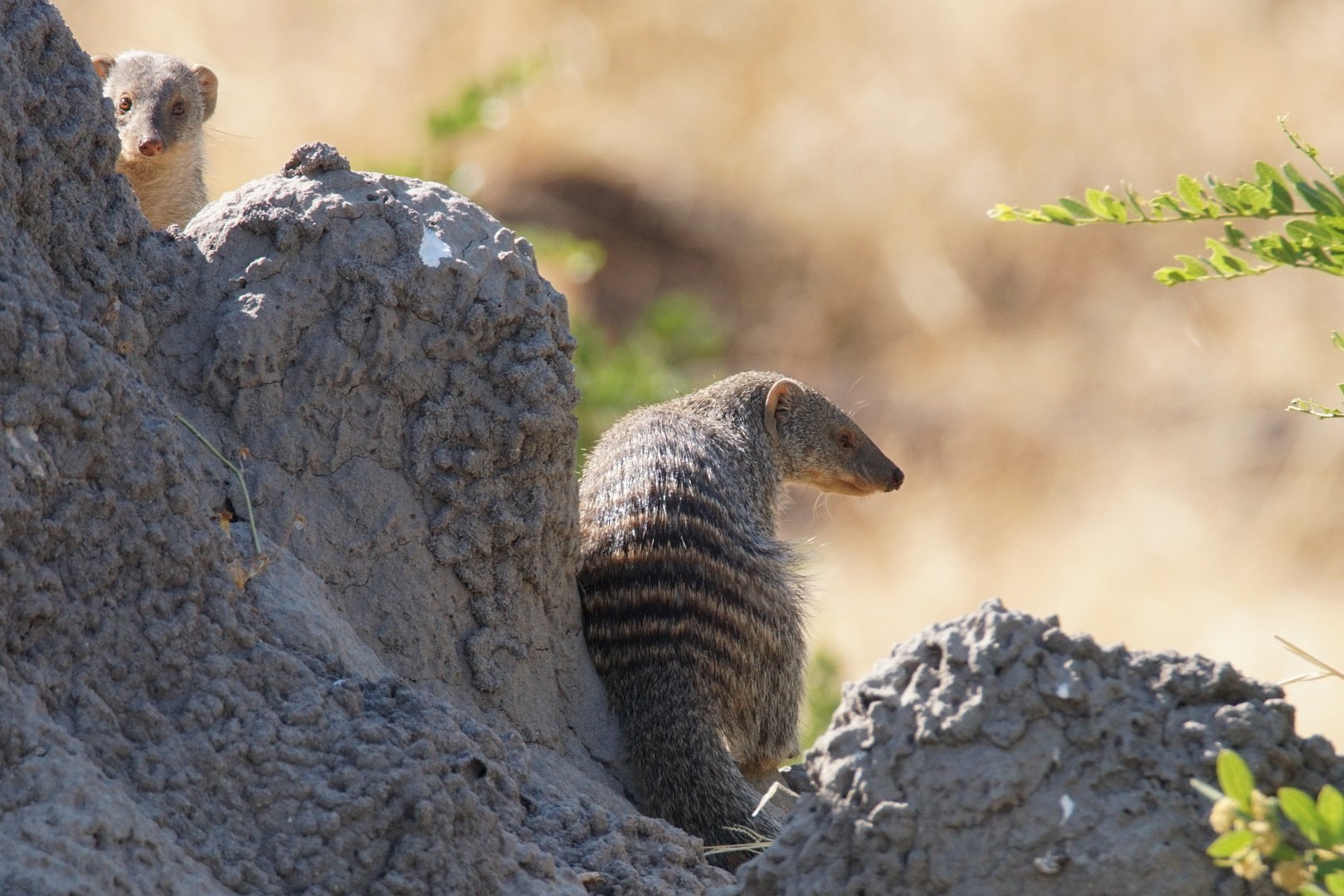 2016-okavango- (157)