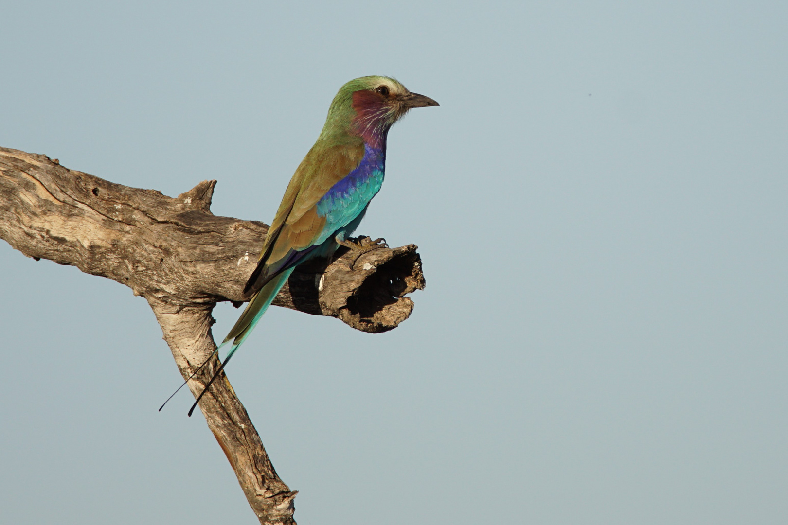 2016-okavango- (18)