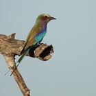 2016-okavango- (18)