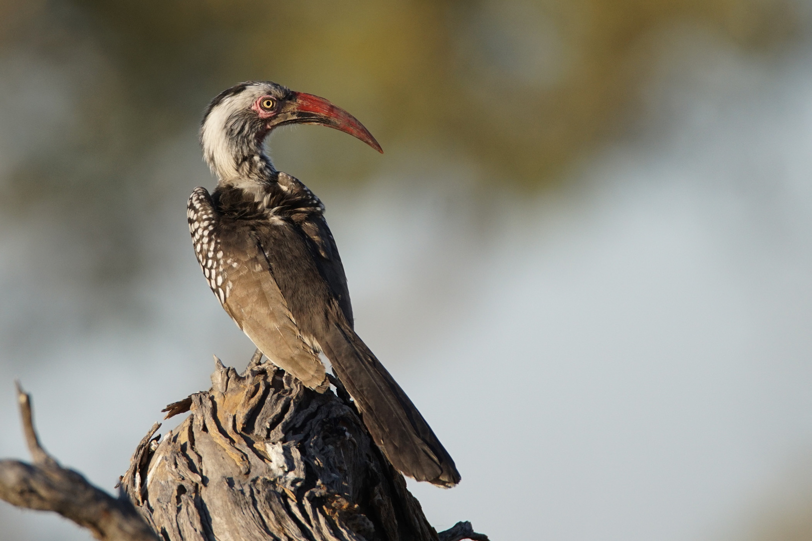 2016-okavango- (24)