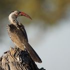 2016-okavango- (24)