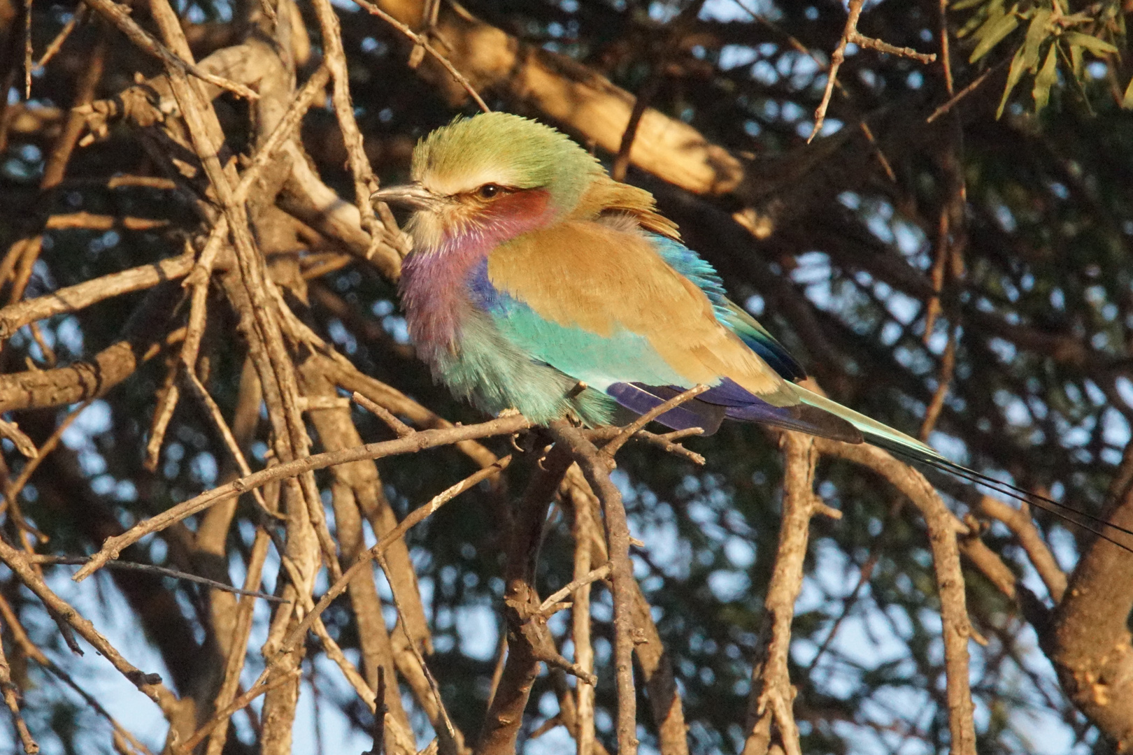 2016-okavango- (339)