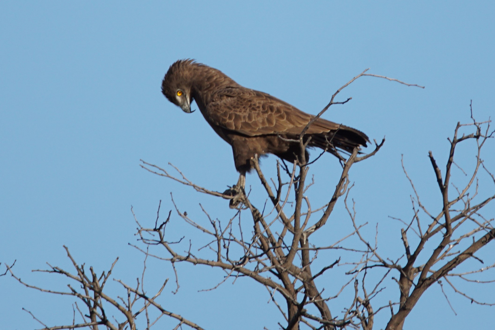 2016-okavango- (4)