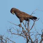 2016-okavango- (4)