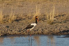 2016-okavango- (442)