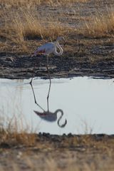 2016-okavango- (448)