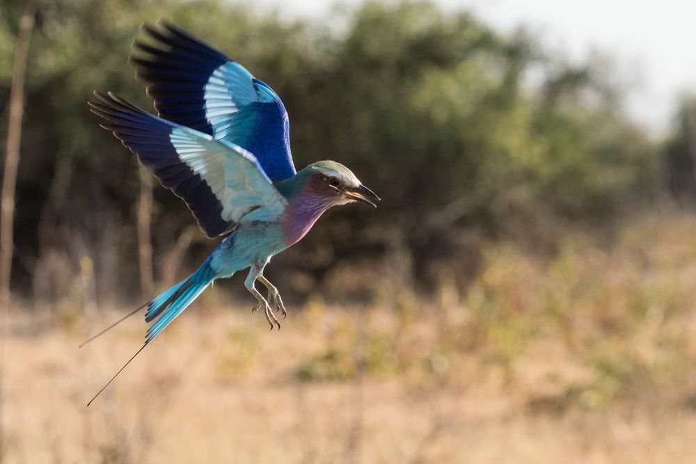 2016-Okavango-H--509