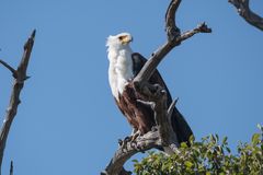 2016-Okavango-H--563