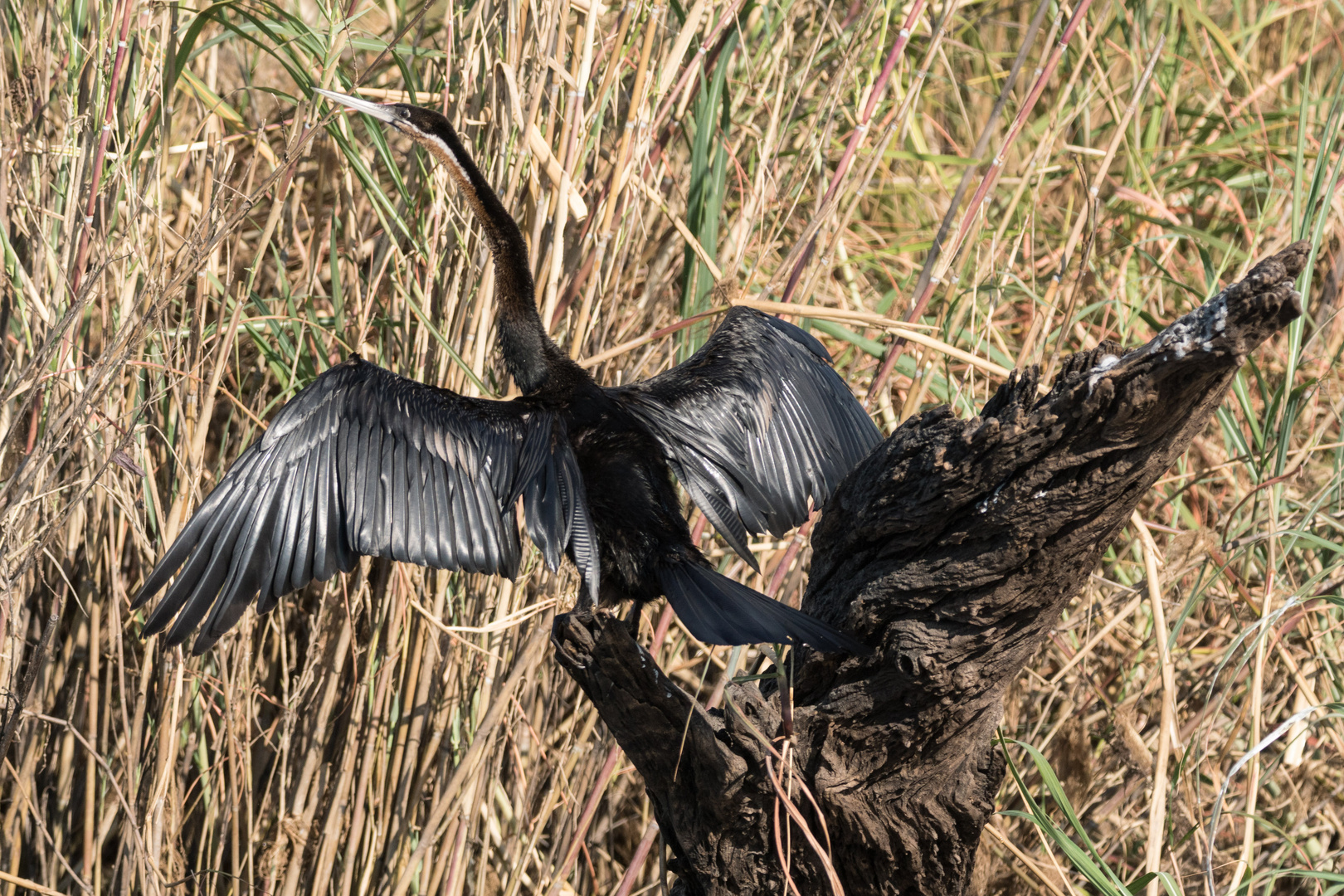 2016-Okavango-H--606
