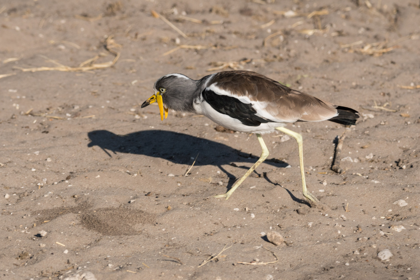 2016-Okavango-Langspornkiebitz