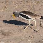 2016-Okavango-Langspornkiebitz