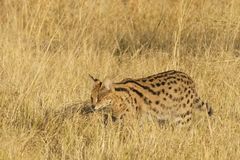 2016-okavango-Serval