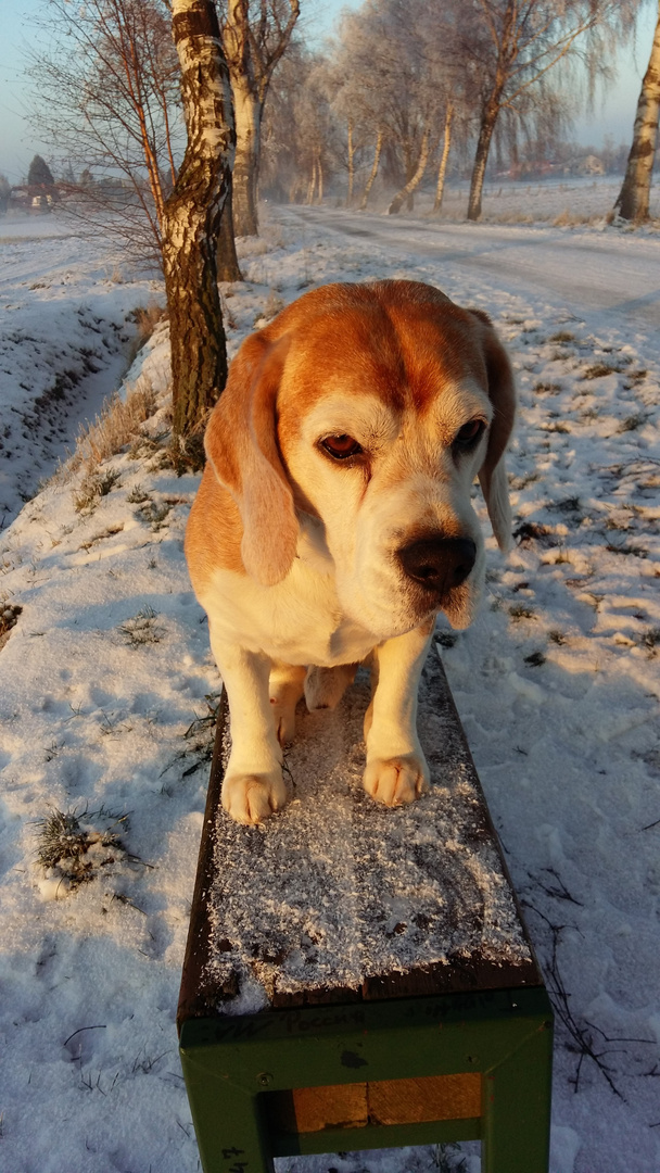 20160121 Nanshe bei einer Winterwanderung in Uetze