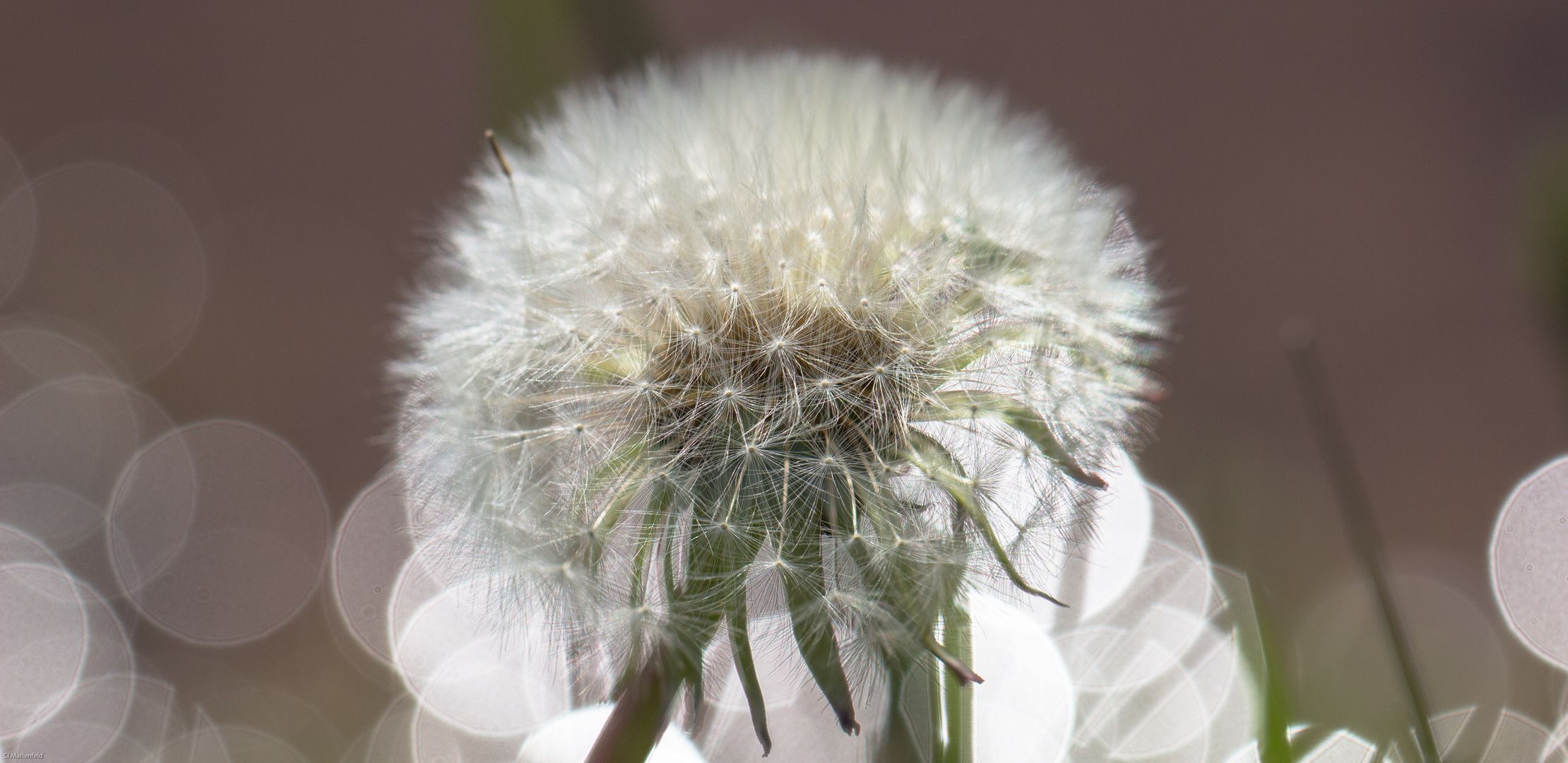 20160506_Fürstenfeld_Blumen-011