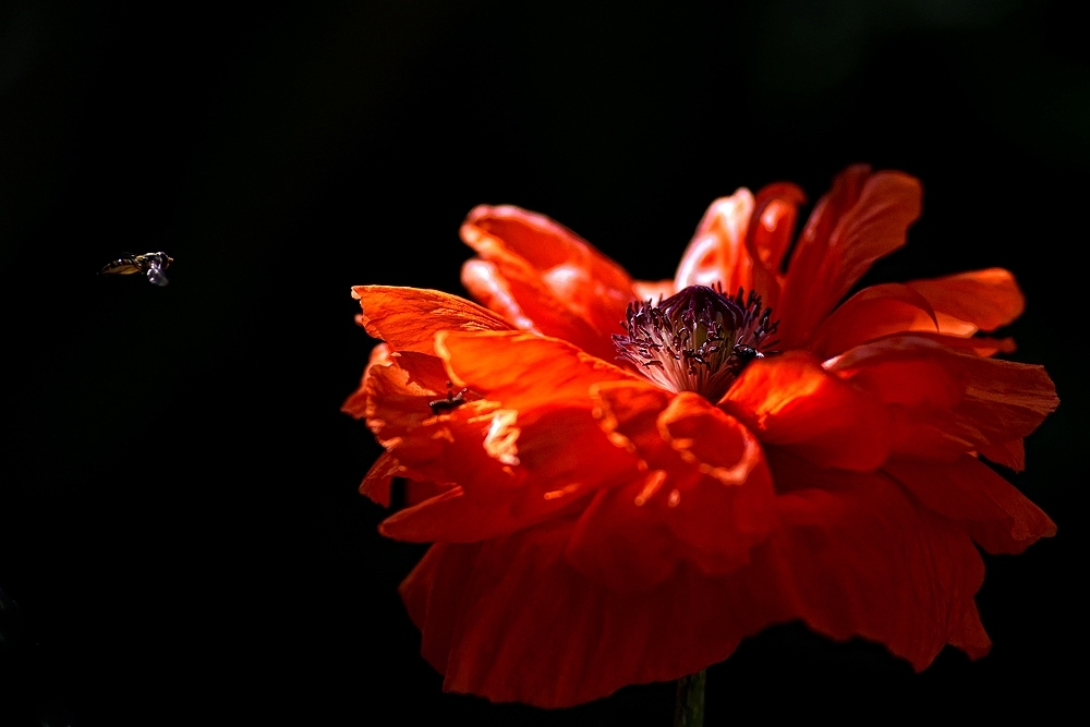 20160523 Mohn mit Flieger