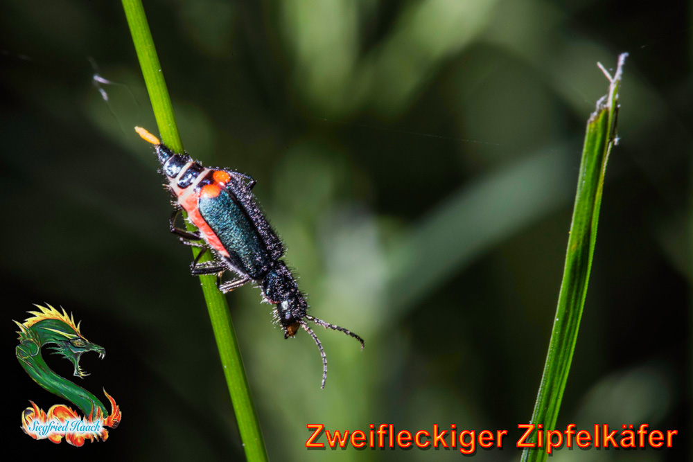 2016.05.26.010.Zweifleckiger-Zipfelkäfer