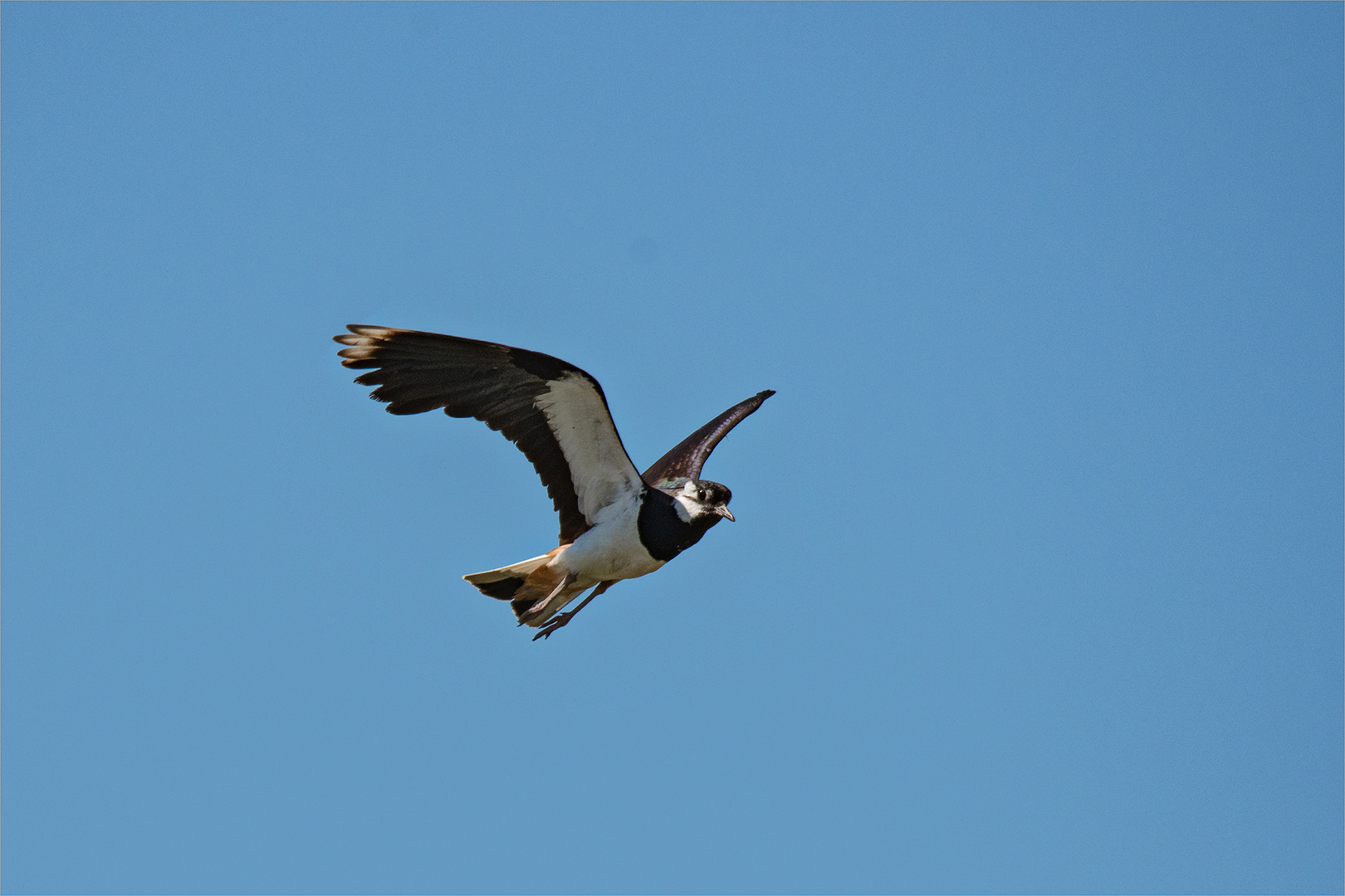 20160623 Kiebitz im Flug Fußach Ried 