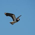 20160623 Kiebitz im Flug Fußach Ried 