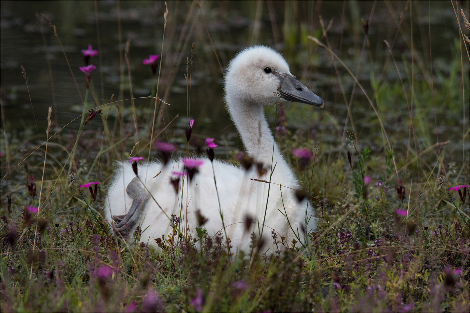 20160625 Junger Schwan Alter Rhein