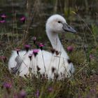 20160625 Junger Schwan Alter Rhein