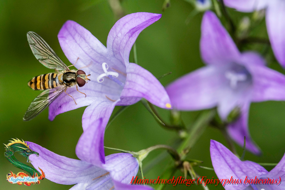 2016.07.01.048.Hainschwebfliege