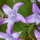 2016.07.01.048.Hainschwebfliege