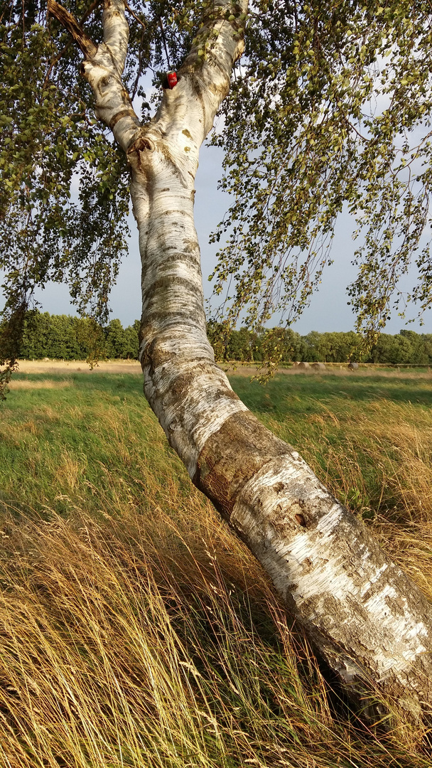 20160710 Schiefe Birke mit Coladose in einem Astloch