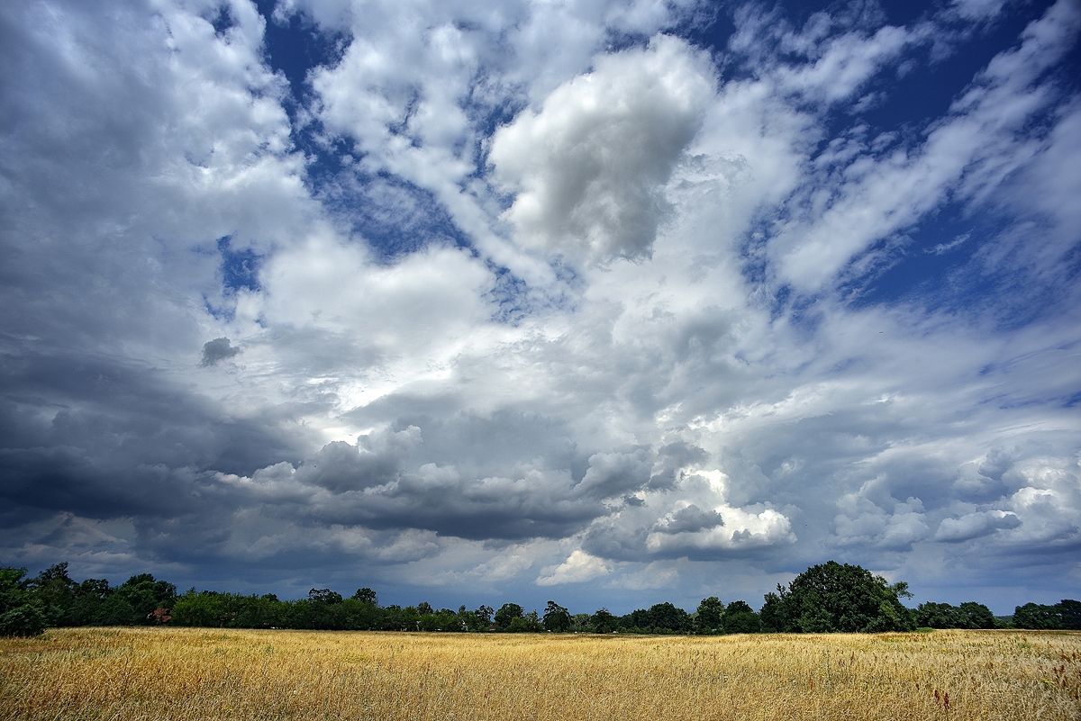 20160713 Wiese bei Reitwein vor Gewitter