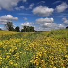 20160801 Oderwiesenblüten