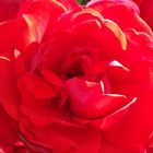 20160929_162912 Duft der Rose