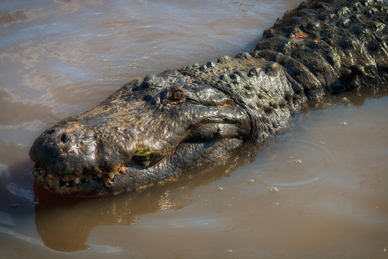 2016_8645 Gator in the Everglades