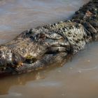 2016_8645 Gator in the Everglades