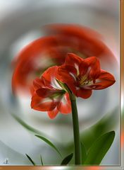 2016_Amaryllis_Kreis