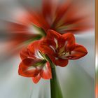 2016_Amaryllis_Strahl