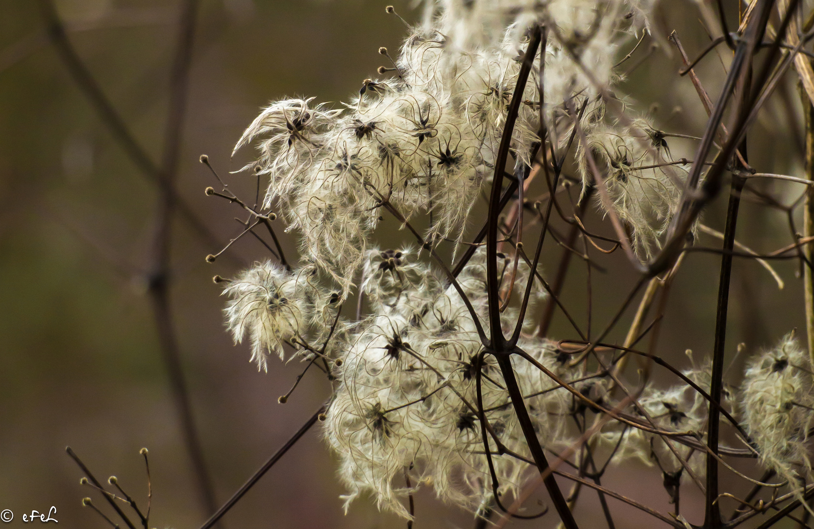 2017-02-fleurs