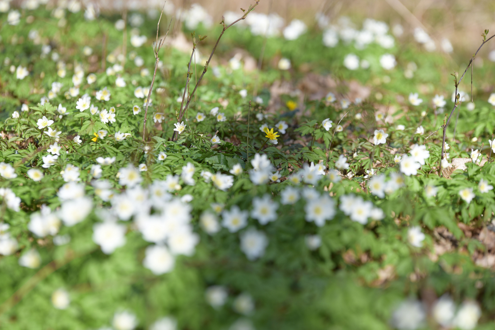 2017-03 Frühling 2