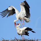 2017-04-01-9999_231 Weißstörche am Horst (Ciconia ciconia) Copyright Josef Limberger 