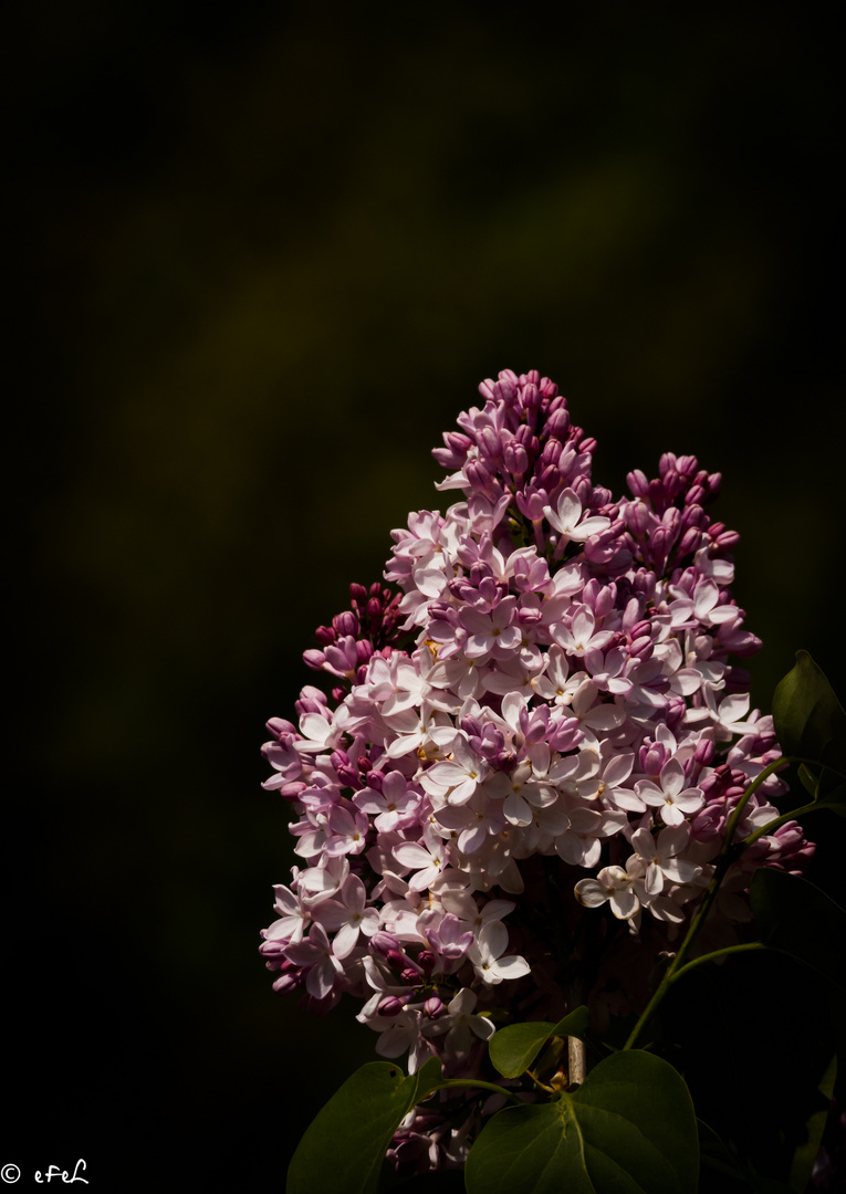 2017-04-lilas